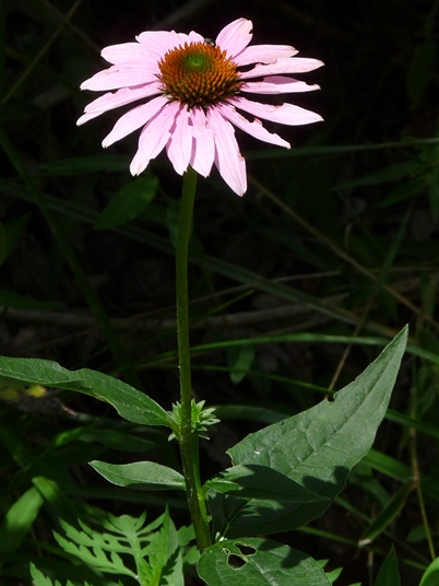 {Echinacea purpurea}